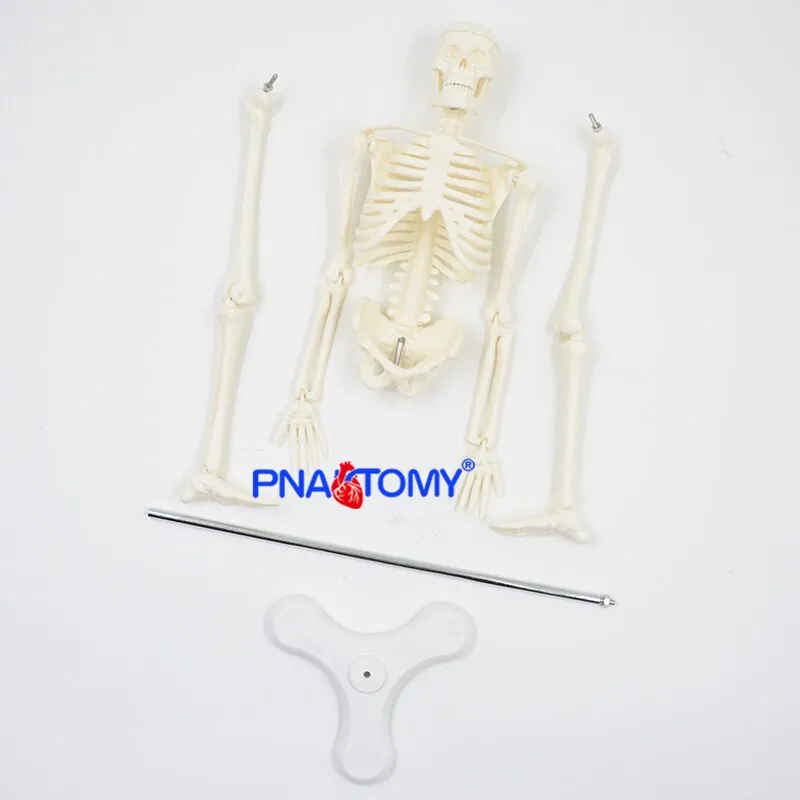 45CM Human Skeleton Model Flexible Arms and Legs Spine Anatomy Educational Tool Medical Teaching Art School Used Detachable