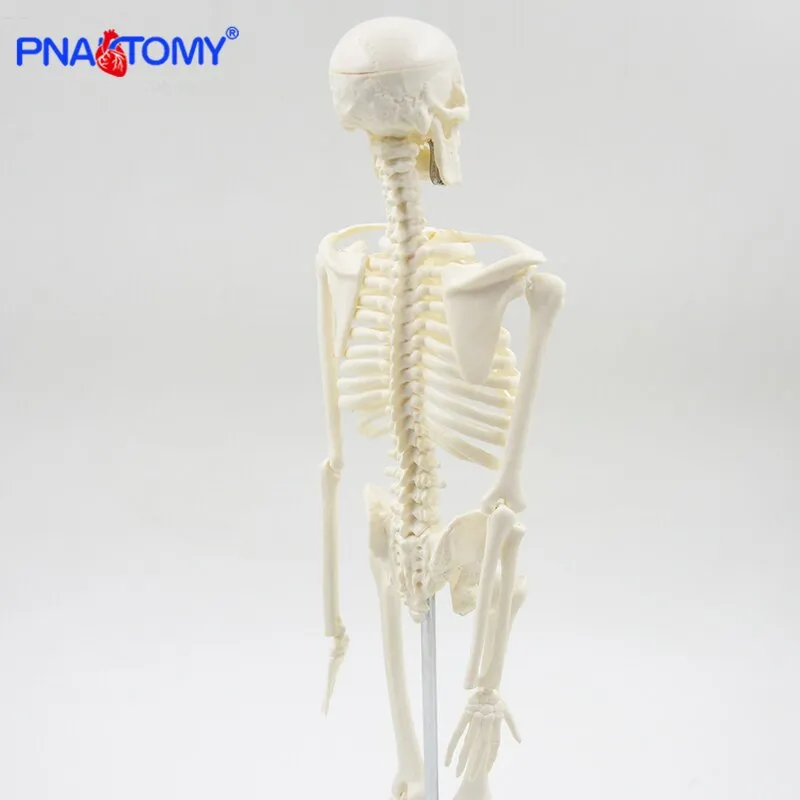 45CM Human Skeleton Model Flexible Arms and Legs Spine Anatomy Educational Tool Medical Teaching Art School Used Detachable