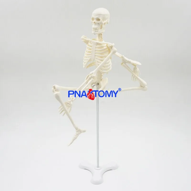 45CM Human Skeleton Model Flexible Arms and Legs Spine Anatomy Educational Tool Medical Teaching Art School Used Detachable