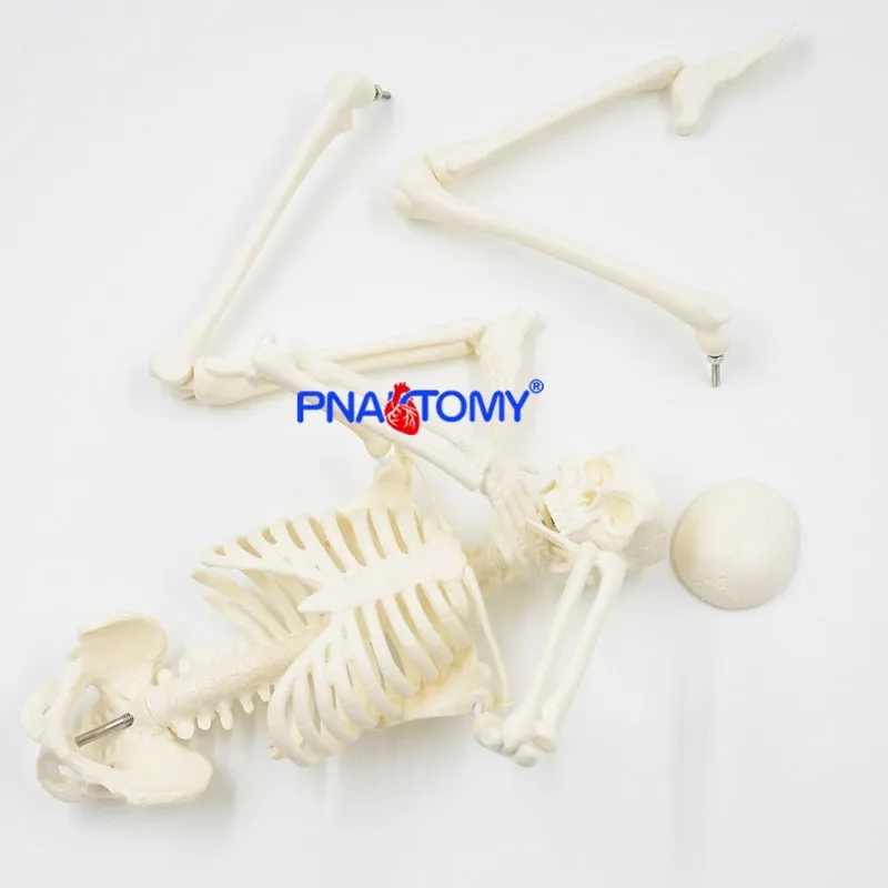 45CM Human Skeleton Model Flexible Arms and Legs Spine Anatomy Educational Tool Medical Teaching Art School Used Detachable