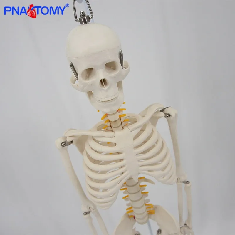 85cm Human Skeleton Model with Flexible Spine Arms and Legs Nerves Artery Anatomical Models Human Pelvic Bone Medical Teaching
