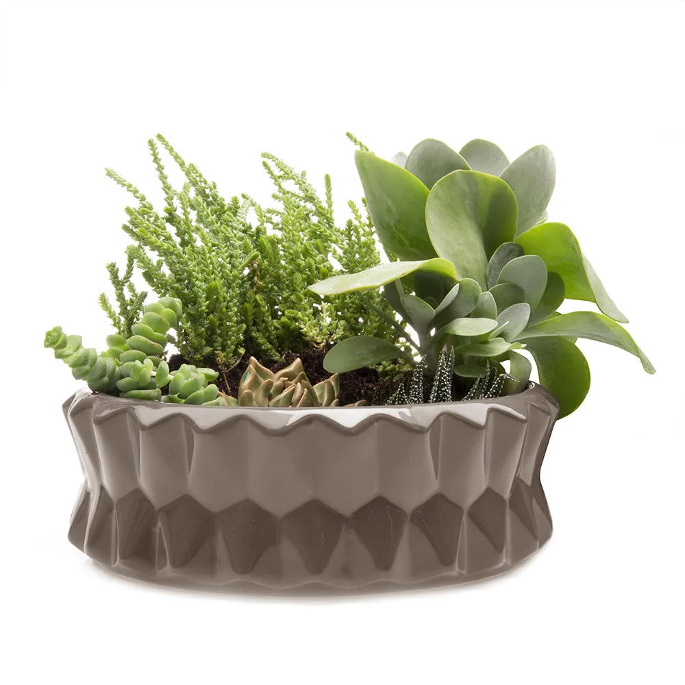 Fang Dish Planter 24pc Kit
