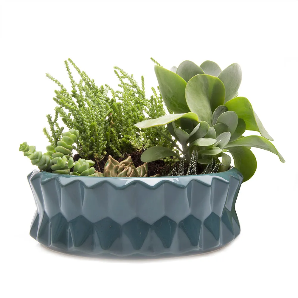Fang Dish Planter 24pc Kit