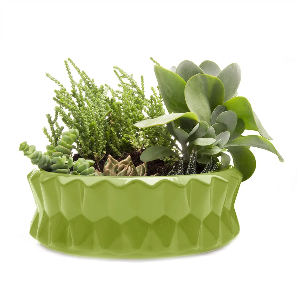 Fang Dish Planter 24pc Kit