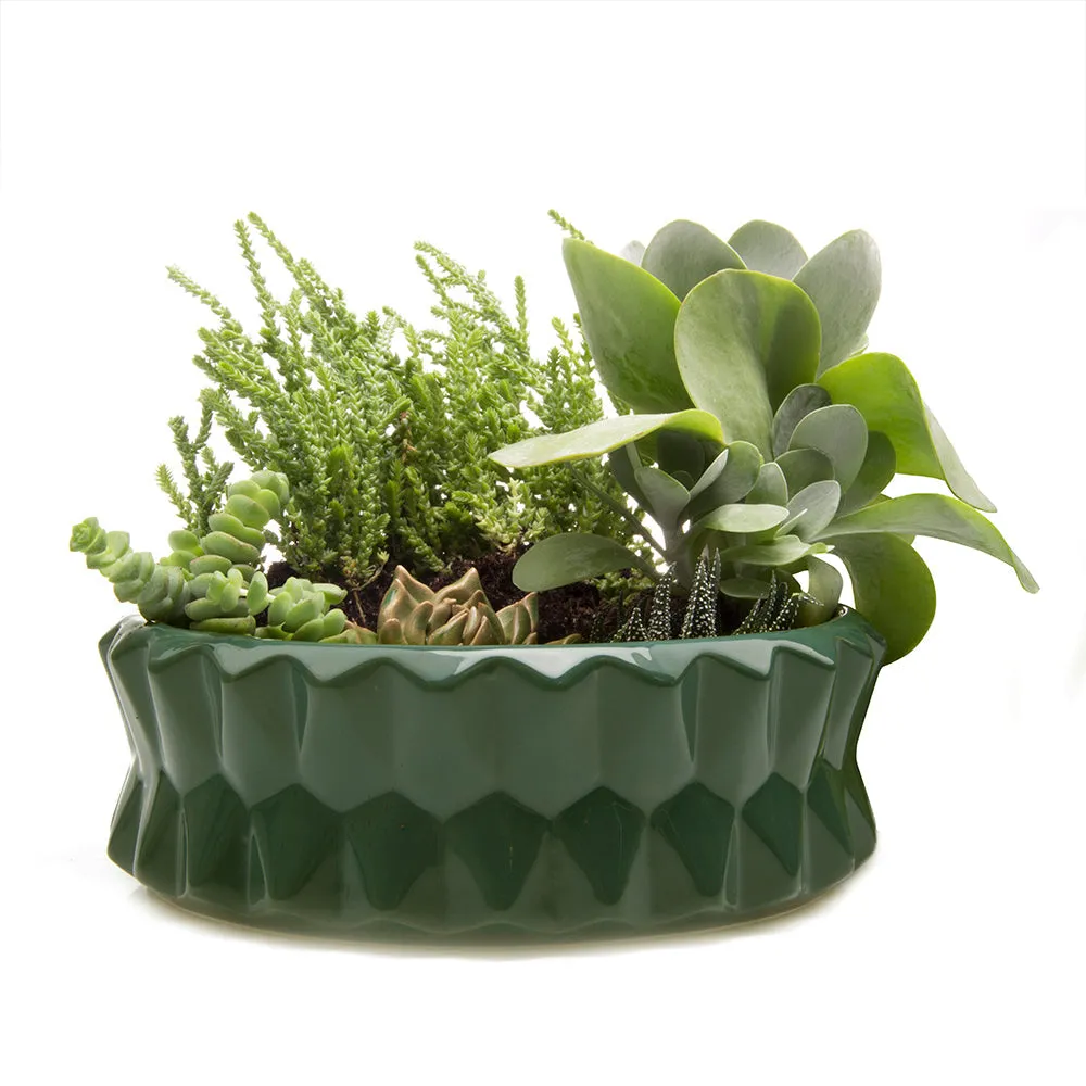 Fang Dish Planter 24pc Kit