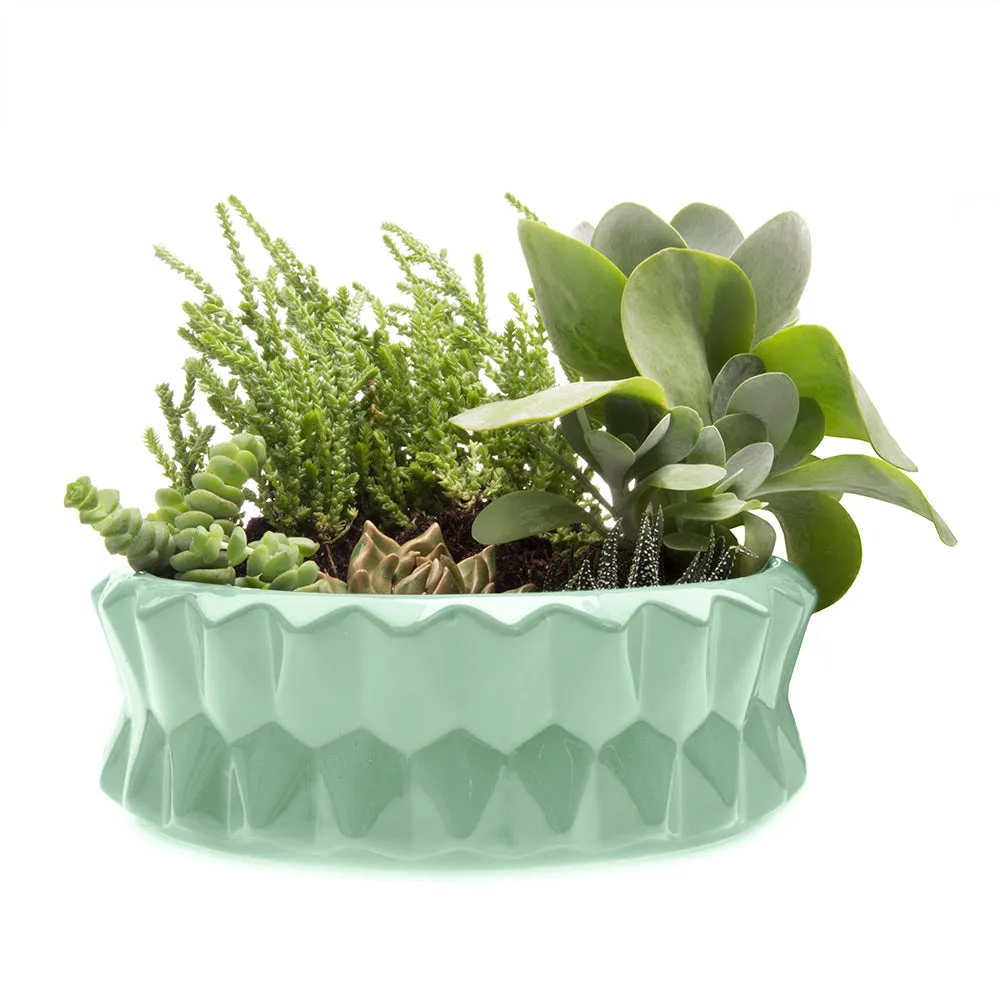 Fang Dish Planter 24pc Kit