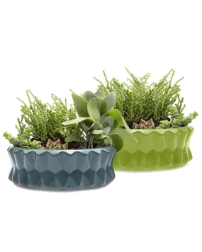 Fang Dish Planter 24pc Kit